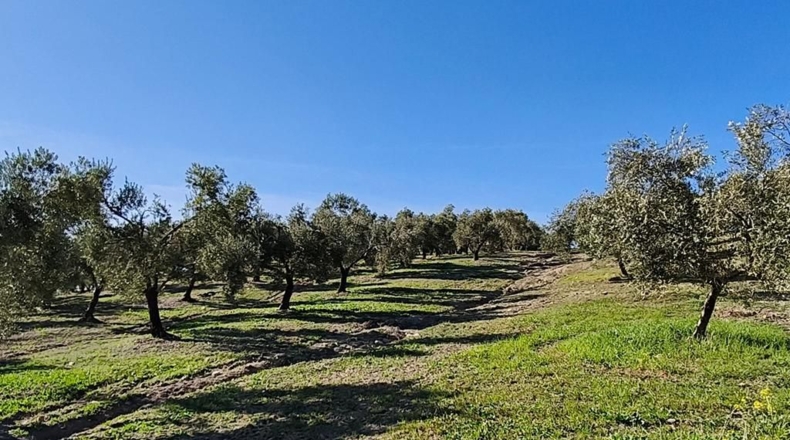 Málaga - Ronda - 128635m2