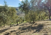 Finca rústica en venda a Ronda ref.: TR279545 foto