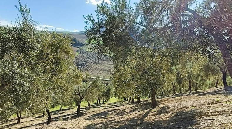 Málaga - Ronda - 128635m2
