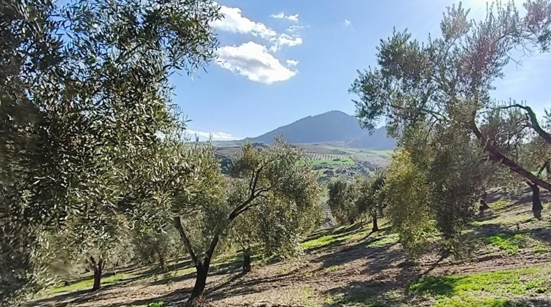 Málaga - Ronda - 128635m2
