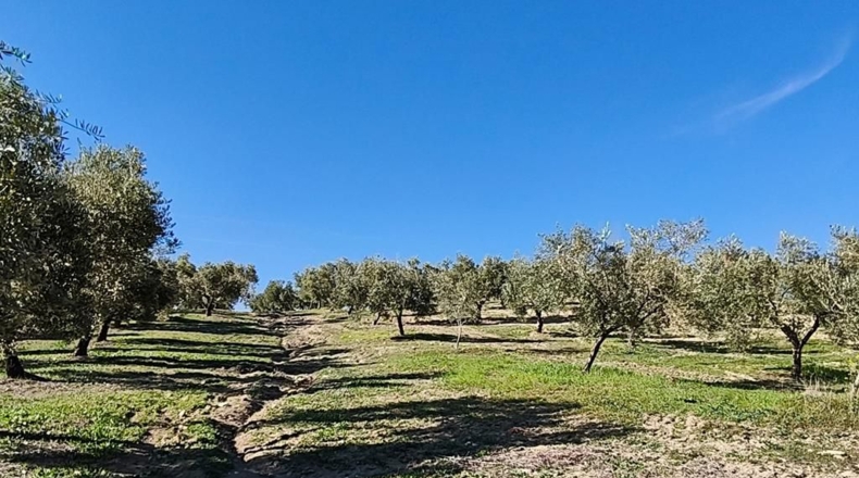 Málaga - Ronda - 128635m2