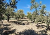 Finca rústica en venda a Ronda ref.: TR279545 foto