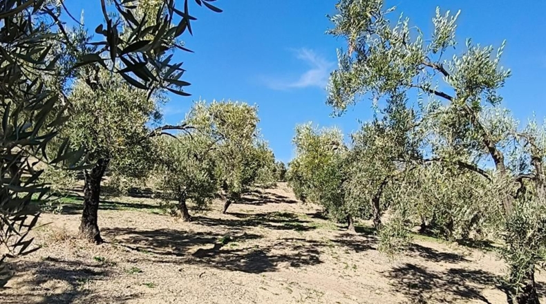 Málaga - Ronda - 128635m2