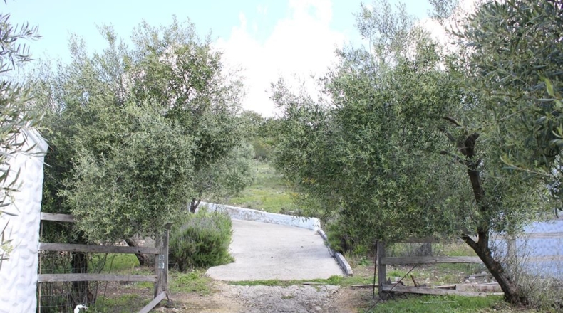 Cádiz - Algodonales - 62260m2