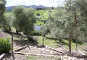 Casa de camp amb terreny en venda a Algodonales ref.: TR253514 foto