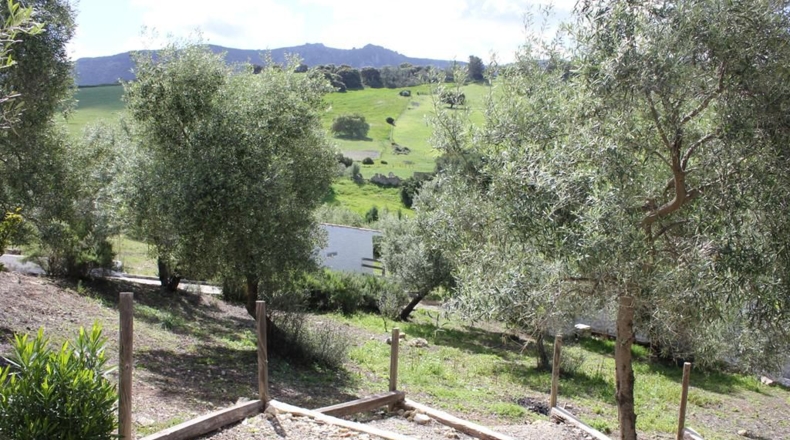 Cádiz - Algodonales - 62260m2
