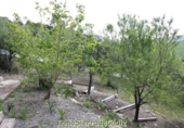 Casa de camp amb terreny en venda a Algodonales ref.: TR253514 foto