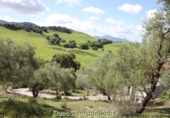 Casa de camp amb terreny en venda a Algodonales ref.: TR253514 foto