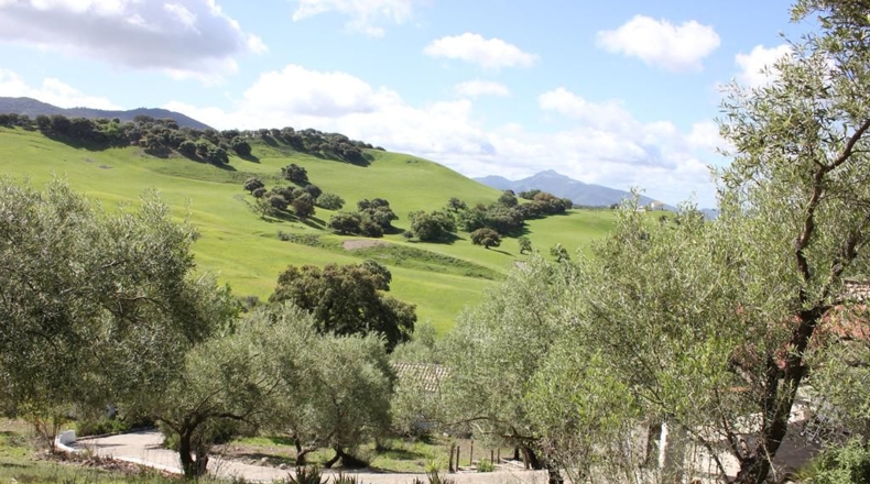 Cádiz - Algodonales - 62260m2