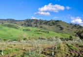 Rural estate for sale in Olvera ref: TR307573 photo