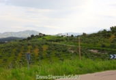 Rural estate for sale in Olvera ref: TR307573 photo