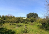 Finca rústica en venta en Gibraleón ref: TR264569 foto