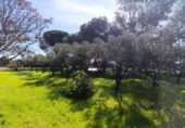Finca rústica en venta en Gibraleón ref: TR264569 foto