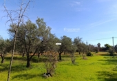 Finca rústica en venta en Gibraleón ref: TR264569 foto