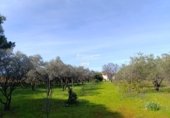Finca rústica en venta en Gibraleón ref: TR264569 foto
