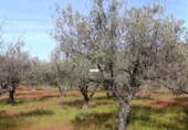 Finca rústica en venta en Gibraleón ref: TR264569 foto