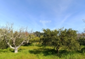 Finca rústica en venta en Gibraleón ref: TR264569 foto