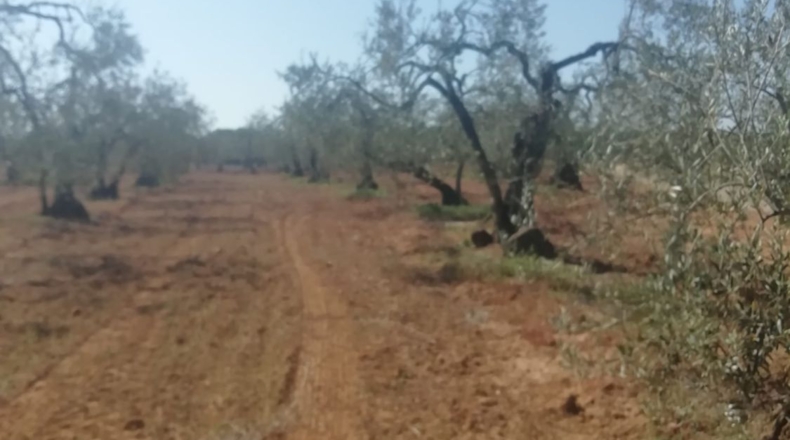 Seville - Sanlúcar la Mayor - 6474m2