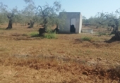 Terreny no urbanitzable en venda a Sanlúcar la Mayor ref.: TR180783 foto