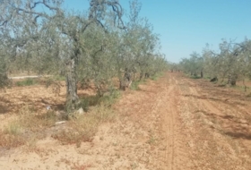 Foto 15