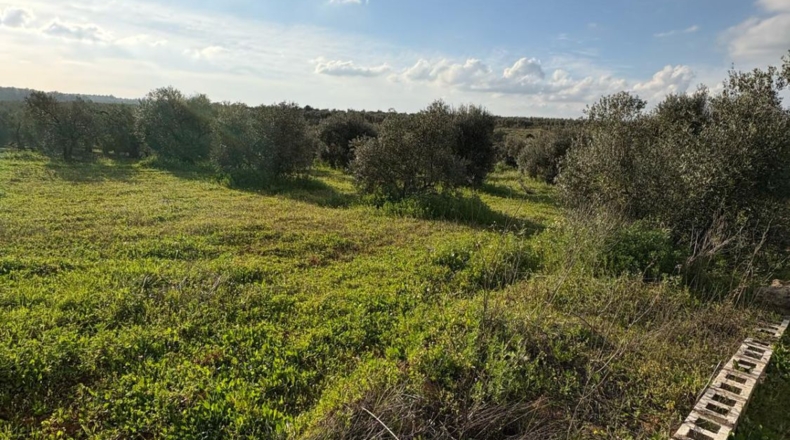 Sevilla - Pilas - 7015m2