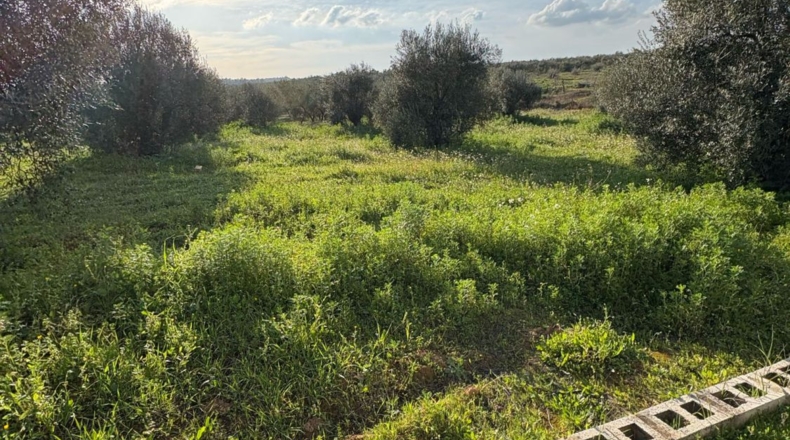 Sevilla - Pilas - 7015m2