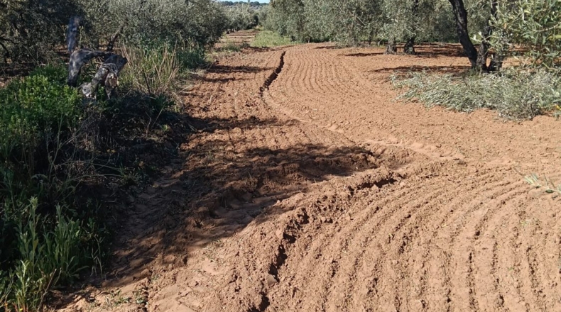 Sevilla - Pilas - 5000m2