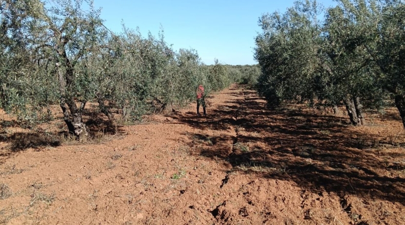Sevilla - Pilas - 5000m2