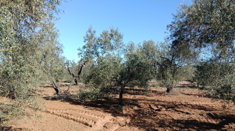 Sevilla - Pilas - 5000m2