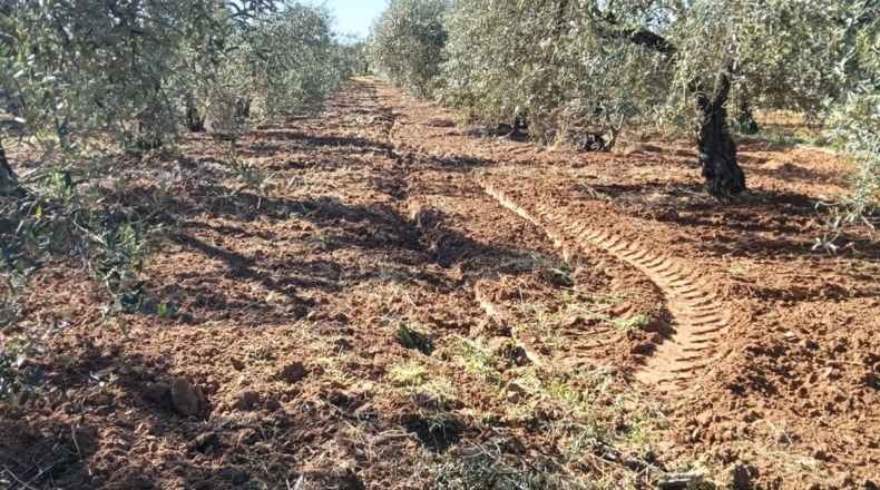 Sevilla - Pilas - 5000m2