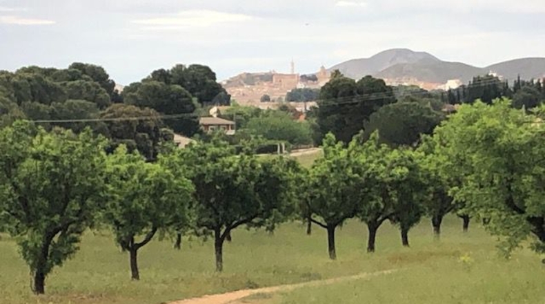 Albacete - Hellín - 25000m2