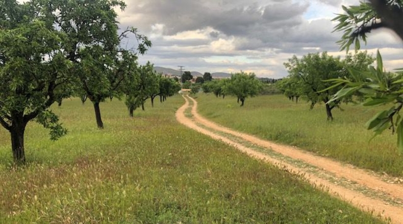 Albacete - Hellín - 25000m2