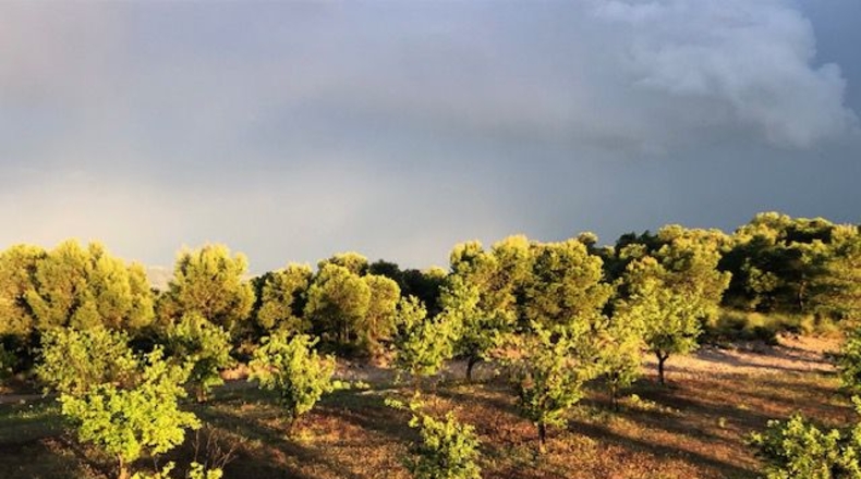 Albacete - Hellín - 25000m2
