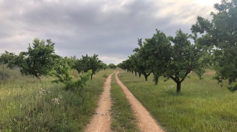Albacete - Hellín - 25000m2