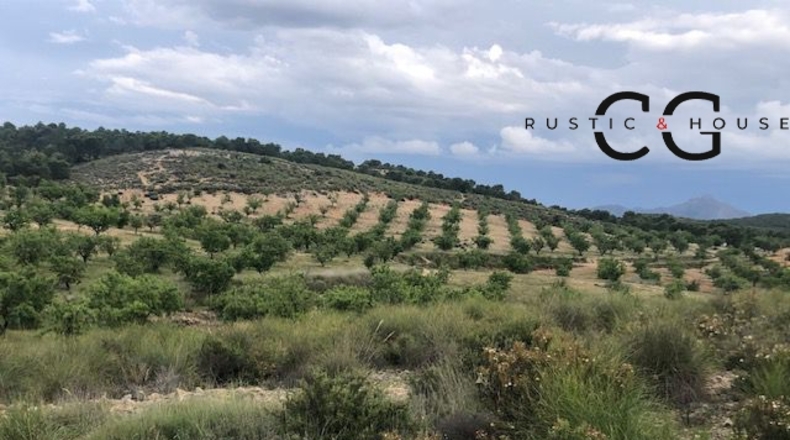 Albacete - Hellín - 25000m2
