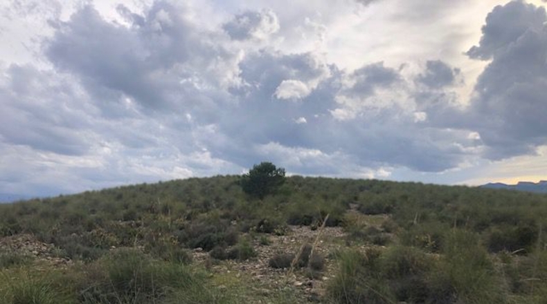 Albacete - Hellín - 25000m2