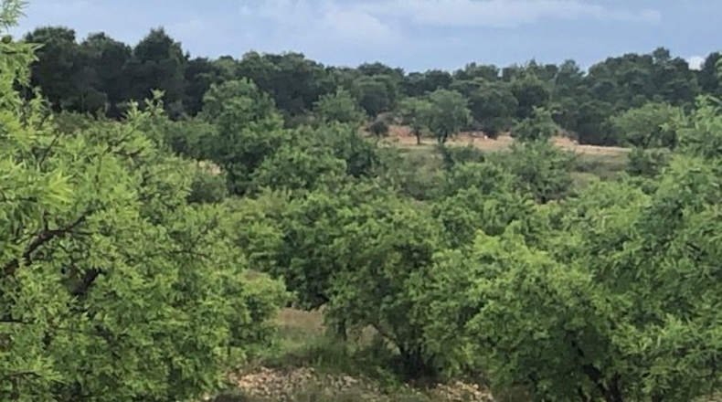 Albacete - Hellín - 25000m2