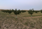 Non-developable land for sale in Tobarra ref: TR234282 photo