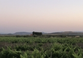 Non-developable land for sale in Tobarra ref: TR234282 photo