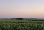 Non-developable land for sale in Tobarra ref: TR234282 photo