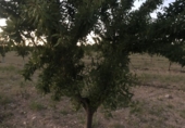 Non-developable land for sale in Tobarra ref: TR234282 photo