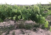 Non-developable land for sale in Tobarra ref: TR234282 photo