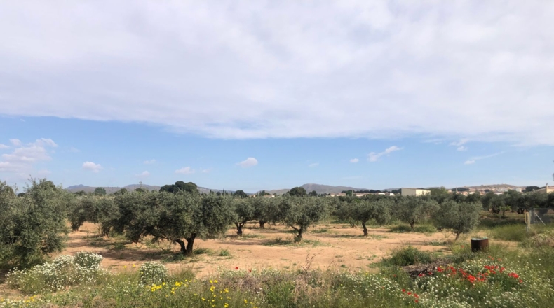 Albacete - Hellín - 4200m2