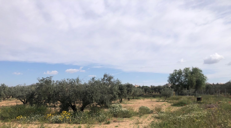 Albacete - Hellín - 4200m2