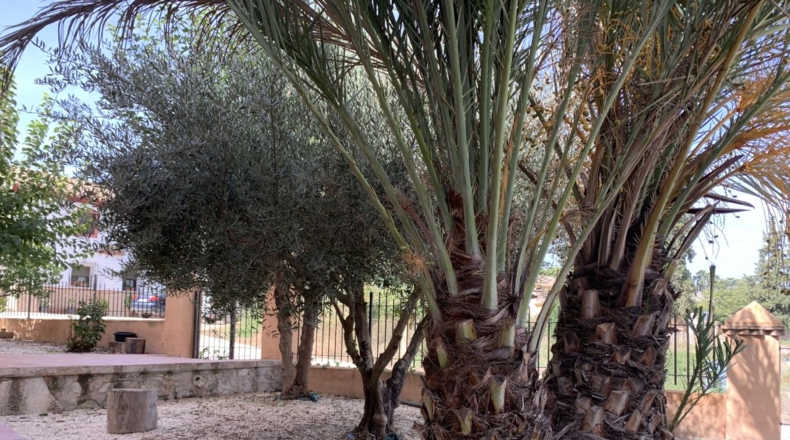 Murcia - Salmerón - 550m2
