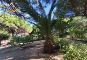 Finca rústica en venda a la España, Isla Cristina, ref.: TR338265 foto