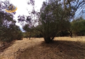 Terreny no urbanitzable en venda a Sanlúcar de Guadiana ref.: TR354785 foto