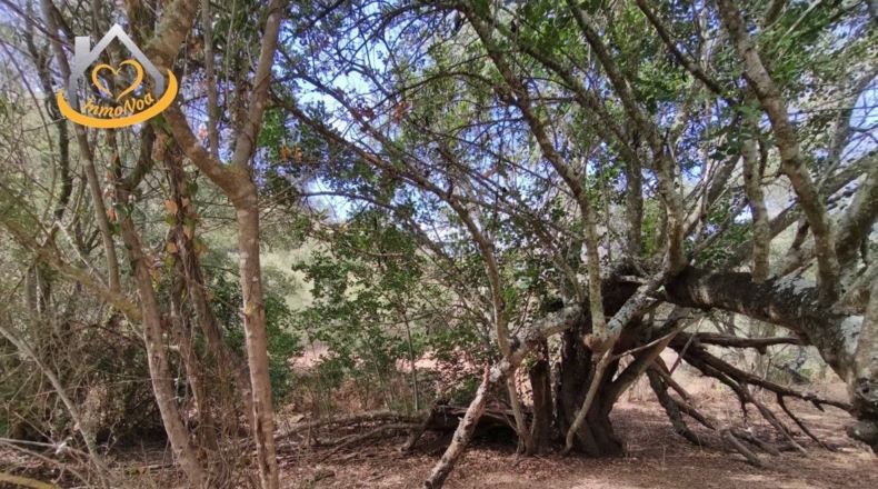 Huelva - Sanlúcar de Guadiana - 11885m2