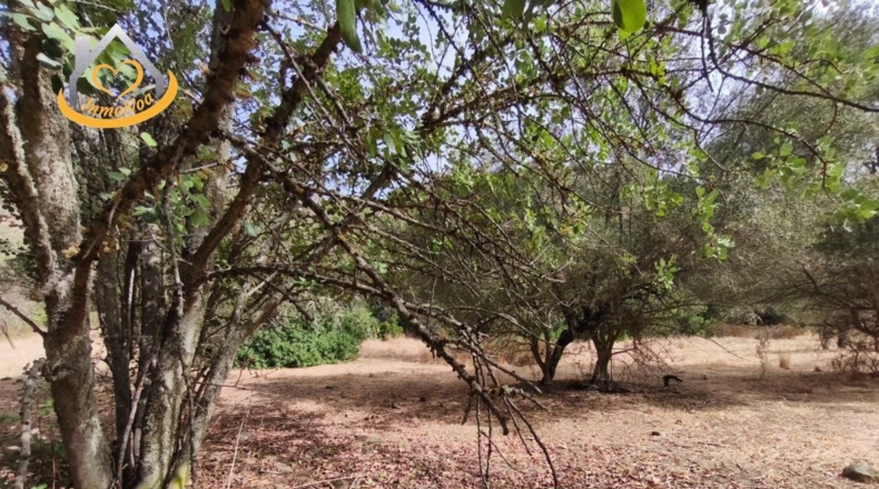 Huelva - Sanlúcar de Guadiana - 11885m2