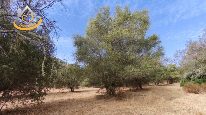 Huelva - Sanlúcar de Guadiana - 11885m2